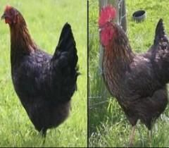 daca sotul ratei se numeste ratoi, si sotia ursului ursoaica, atunci dece sotul gainii se numeste nu